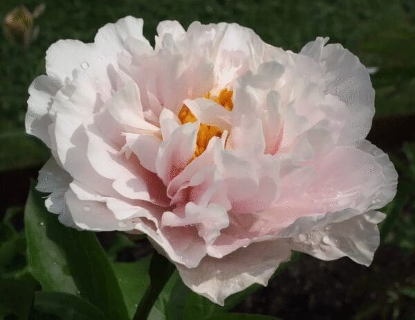 A delicate pale pink peony flower in bloom with lush green leaves.