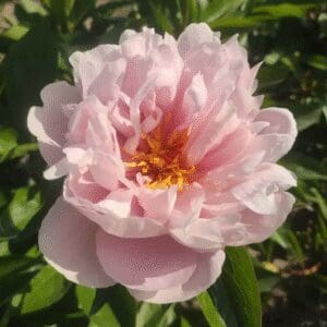 A soft pink peony flower in full bloom with green leaves.