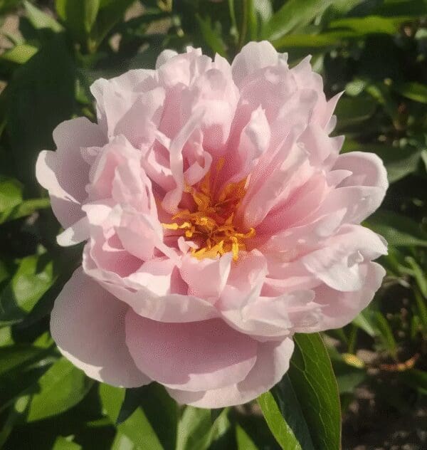 A soft pink peony flower in full bloom with green leaves.
