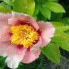 Close-up of a pink peony flower with bright yellow stamens.