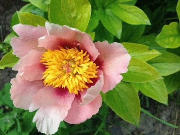 Close-up of a pink peony flower with bright yellow stamens.