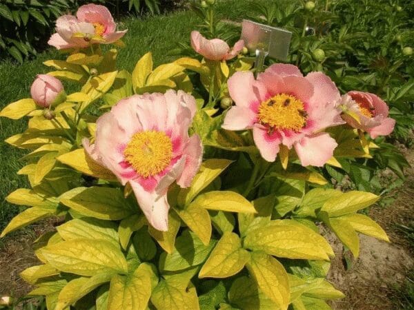 Pink flowers blooming among yellow-green leaves in a garden.