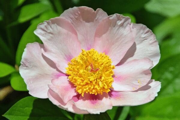 Close-up of a pink flower with a vibrant yellow center.