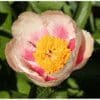 A pale pink flower with a vibrant yellow and orange center.