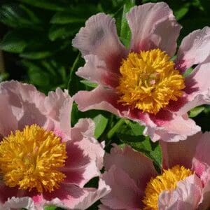 Close-up of pink flowers with vibrant yellow centers.