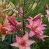 Vibrant pink lilies blooming in a lush garden.