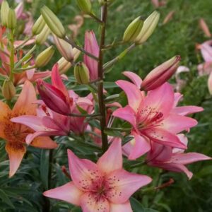Vibrant pink lilies blooming in a lush garden.