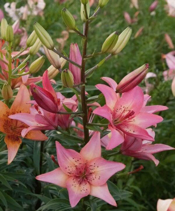 Vibrant pink lilies blooming in a lush garden.