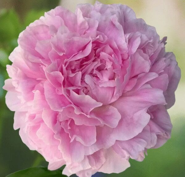 Close-up of a blooming pink rose with delicate petals.
