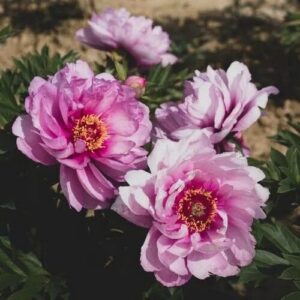 Cluster of vibrant pink peonies blooming outdoors.