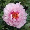 A delicate pink peony flower in full bloom.
