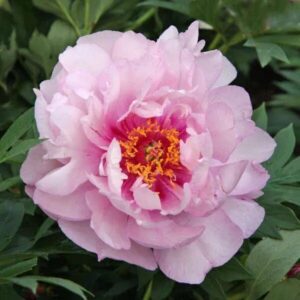 A delicate pink peony flower in full bloom.