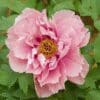 A close-up of a pink peony flower in bloom with green leaves.
