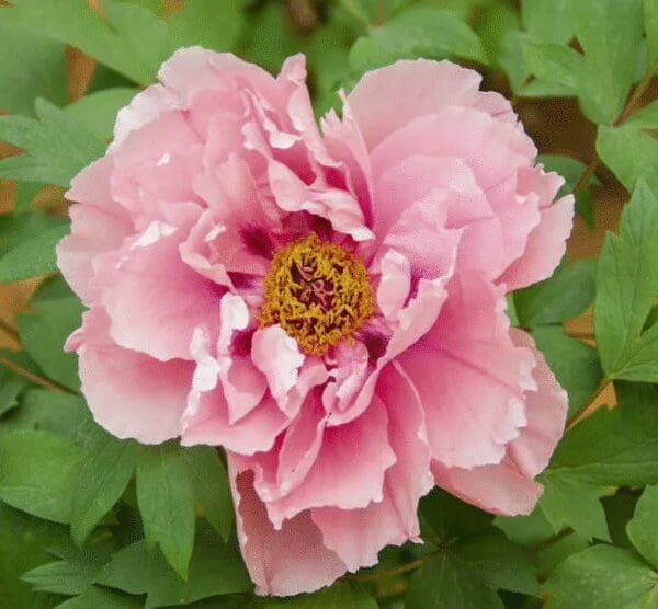 A close-up of a pink peony flower in bloom with green leaves.