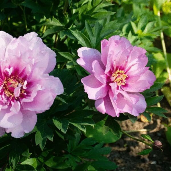 Two vibrant pink peony flowers blooming amid green foliage.