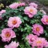Cluster of blooming pink peonies with lush green leaves.