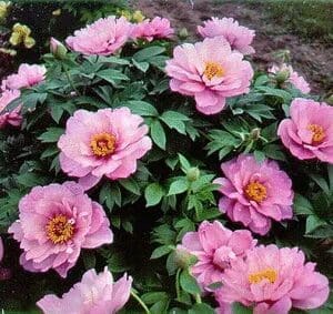 Cluster of blooming pink peonies with lush green leaves.