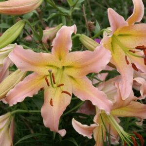 Close-up of pale pink lilies with yellow centers in a garden.