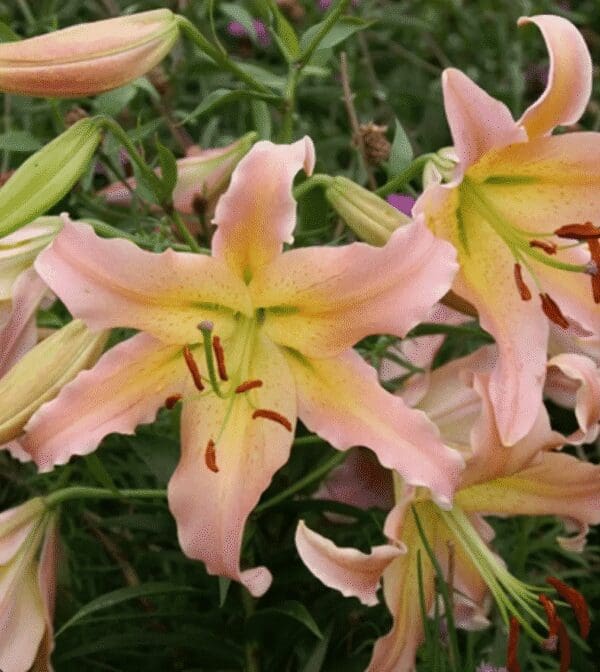 Close-up of pale pink lilies with yellow centers in a garden.