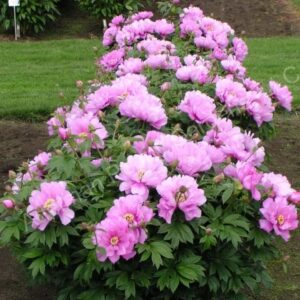 A vibrant row of pink peony flowers blooming in a garden.