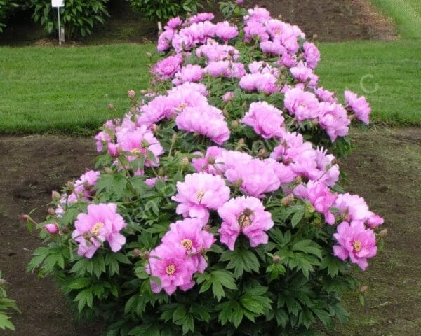 A vibrant row of pink peony flowers blooming in a garden.