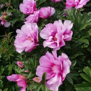 Beautiful pink peonies blooming amidst green foliage.