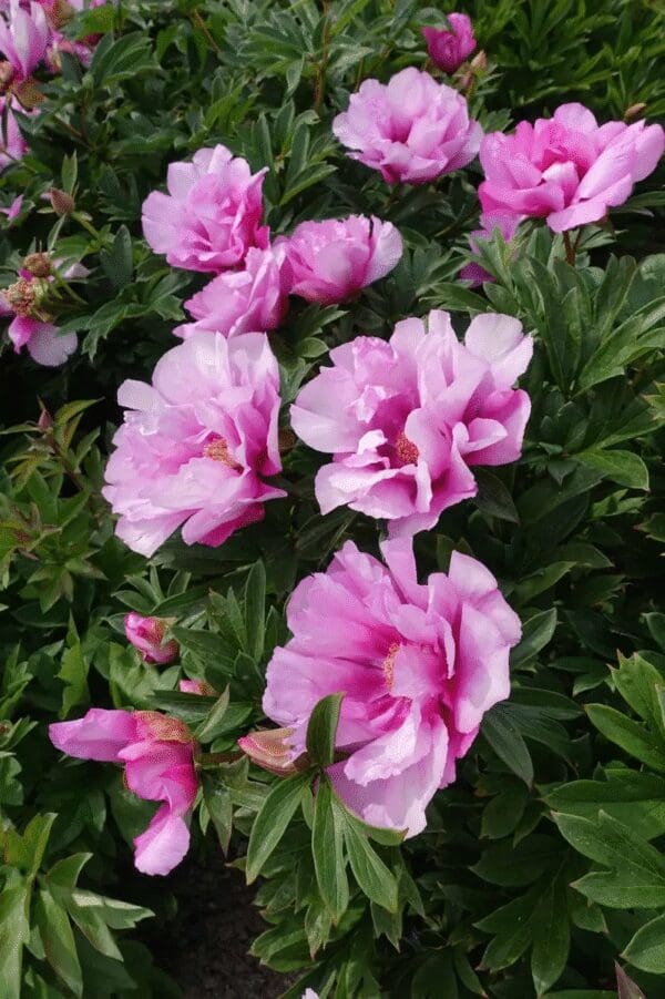 Beautiful pink peonies blooming amidst green foliage.