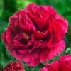 A vibrant red rose in full bloom with lush petals.
