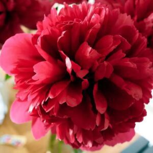 A vibrant red peony flower in full bloom.