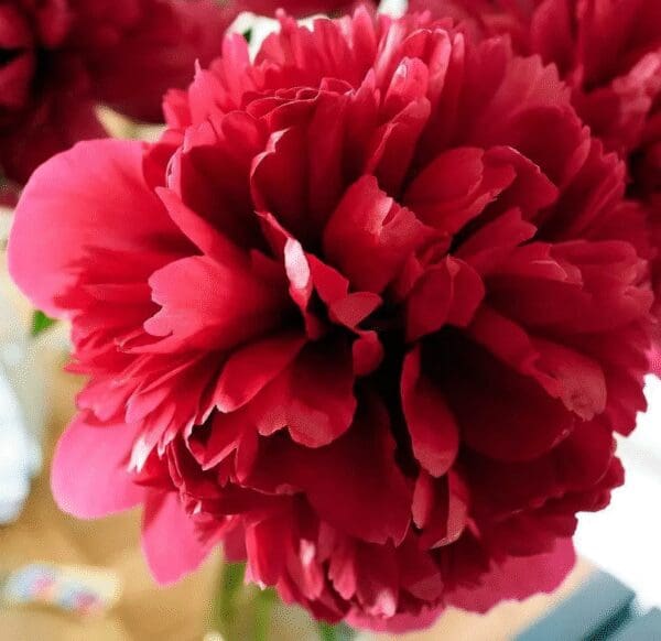 A vibrant red peony flower in full bloom.