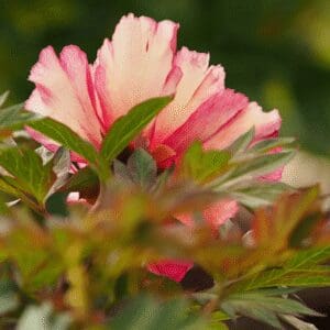 Close-up of a pink flower blooming among green leaves.