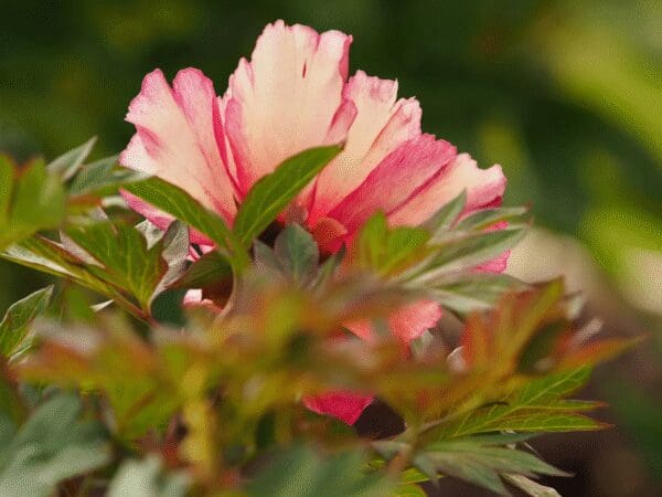 Close-up of a pink flower blooming among green leaves.