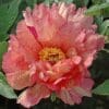 A vibrant pink peony flower in full bloom with green leaves.