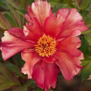 A vibrant pink flower with a bright yellow center among green leaves.