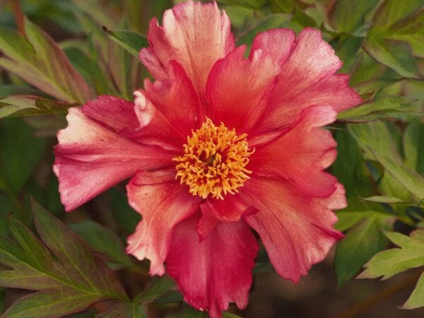 A vibrant pink flower with a bright yellow center among green leaves.