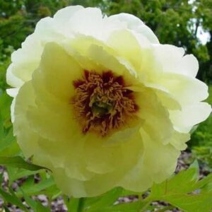 A pale yellow flower with a textured center in a garden.