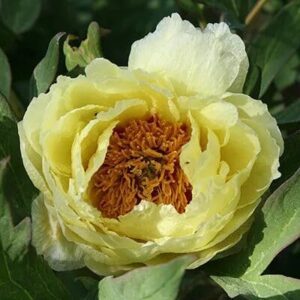 A pale yellow flower with a densely petaled center and brown stamens.