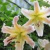 Close-up of two pale pink and yellow lilies blooming outdoors.