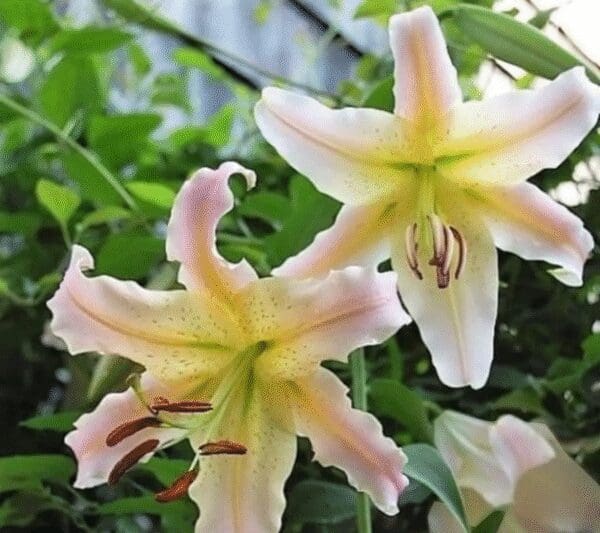 Close-up of two pale pink and yellow lilies blooming outdoors.