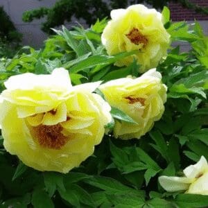 Bright yellow flowers blooming on lush green foliage.