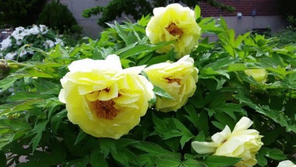 Bright yellow flowers blooming on lush green foliage.
