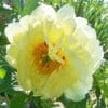 Close-up of a pale yellow flower in bloom with green foliage.