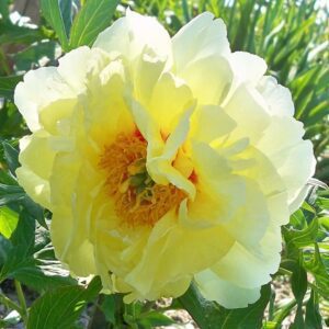 Close-up of a pale yellow flower in bloom with green foliage.