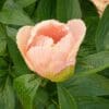 A delicate peach-colored peony bud amidst green leaves.