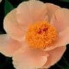 Close-up of a soft peach-colored flower with a vibrant yellow center.