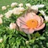 A vibrant pink and orange flower surrounded by white blooms and green foliage.