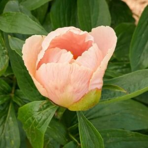 A delicate peach-colored peony bud amidst green leaves.