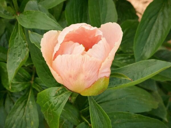 A delicate peach-colored peony bud amidst green leaves.