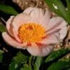 A delicate pale pink flower with bright orange stamens.