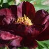 A deep burgundy flower with yellow stamens in bloom.
